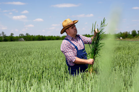 Farmer or agronomist in the wheat field examining the yield quality.