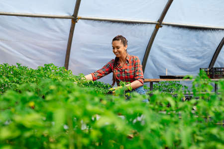 Beautiful Woman in a Greenhouse Garden Centerの写真素材