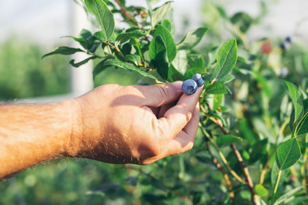 Male hand is picking fresh organic blueberries from the bush.の写真素材