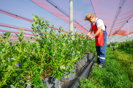 Farmer working and picking blueberries on a organic farm