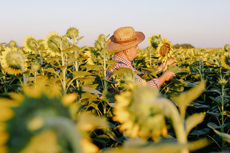 Owner of a sunflower farm inspects the harvest.