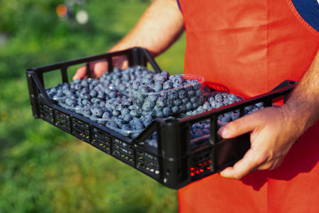 Farmer working and picking blueberries on a organic farmの写真素材