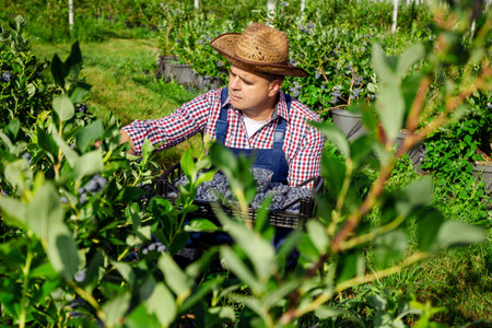 Farmer working and picking blueberries on a organic farm