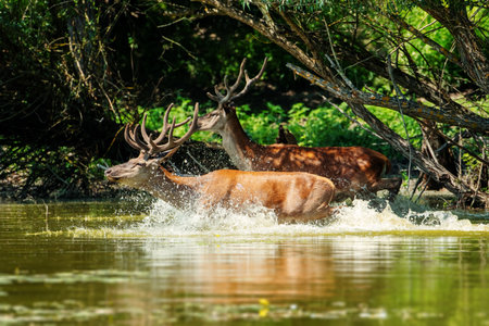 Two impressive deer with large antlers splash through the shallow water of a forest stream, surrounded by lush greenery and overhanging tree branches.の写真素材