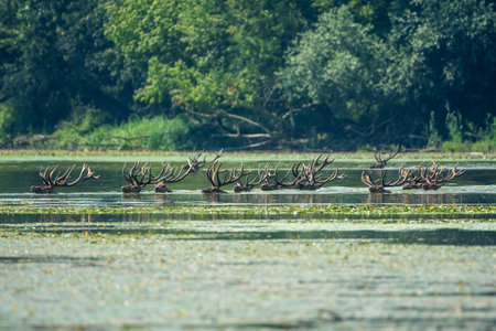 The image captures a herd of deer swimming across a tranquil lake with dense forest in the background. The antlers of the deer are prominently visible above the water.の写真素材