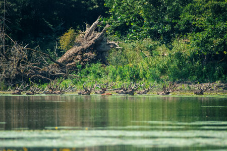 A serene scene with a group of deer resting by a calm lakeside, surrounded by lush green trees and a peaceful forest setting with a fallen log in the background.の写真素材