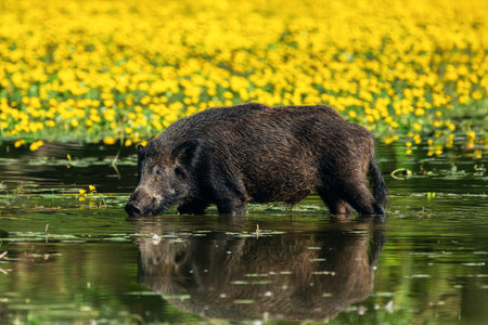 A wild boar walks through a shallow water body with vibrant yellow flowers in the background, reflecting nature's serene yet dynamic essence.の写真素材