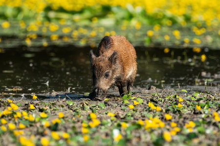 A young wild boar roams near a water body surrounded by vibrant yellow flowers, depicting natural wildlife behavior in its habitat with lush scenery.の写真素材