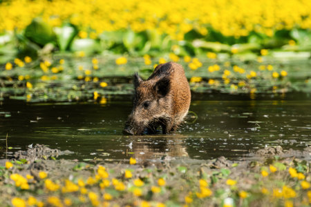 A wild boar wades through calm water, surrounded by vibrant yellow flowers under a sunny sky, evoking a serene and picturesque natural scene.の写真素材