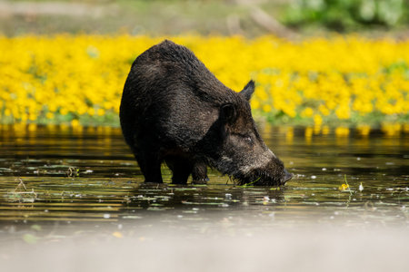 A serene scene of a wild boar quenching its thirst in a tranquil pond, surrounded by vibrant yellow...