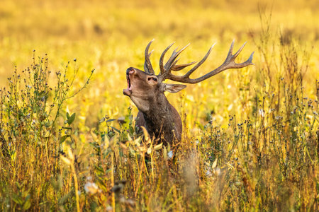 A powerful deer with majestic antlers vocalizes amidst a sunlit meadow, illustrating the beauty and wild spirit of nature captured in a vibrant setting.の写真素材