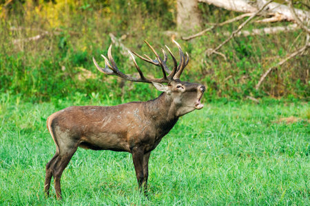 A powerful stag with impressive antlers stands proudly in the lush green grass, surrounded by the natural beauty of the forest, exuding strength and grace.の写真素材