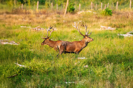 A pair of impressive deer with large antlers are seen standing side by side in a verdant field, set against a backdrop of trees and fallen logs.の写真素材