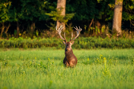 A powerful deer with large antlers stands gracefully in the center of a verdant meadow surrounded by tall trees in a tranquil nature setting.の写真素材