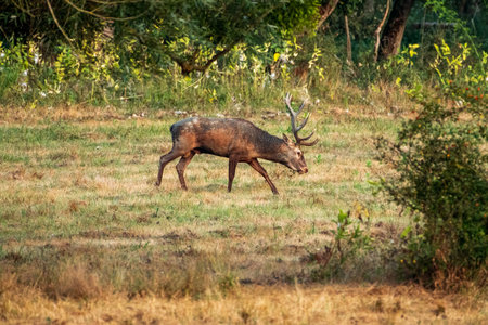 A solitary deer with antlers roams gracefully through the grassy field, surrounded by lush green trees under the warm afternoon sunlight.の写真素材