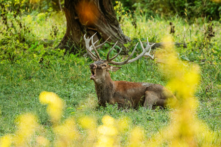 A majestic deer with large antlers is captured roaring in a tranquil forest clearing, showcasing nature's beauty and wild spirit amidst the lush greenery.の写真素材