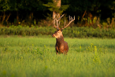 A majestic deer with large antlers stands gracefully in a vibrant green meadow, surrounded by dense forest, capturing the essence of peaceful wildlife serenity.の写真素材