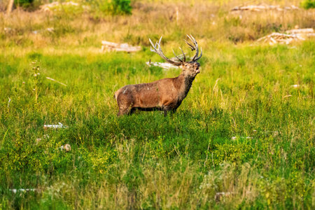 A regal stag with impressive antlers stands proudly amid a verdant meadow, bathed in the gentle light of dawn, embodying strength and tranquility.の写真素材