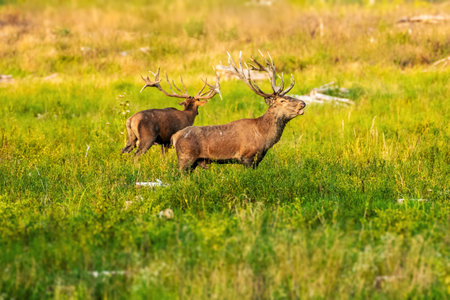 Two majestic deer with impressive antlers stand gracefully amidst a lush green meadow, capturing the essence of serene wilderness and natural beauty.の写真素材