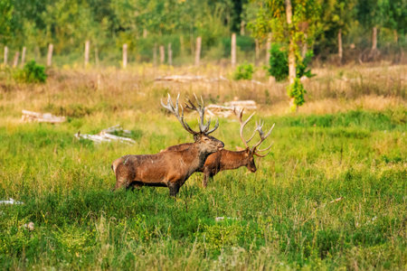 This image features two deer with impressive antlers, gracefully standing amidst a verdant meadow, showcasing the tranquility and beauty of nature.の写真素材