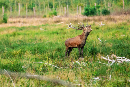A majestic stag stands tall in a vibrant green field, bellowing powerfully amid fallen branches, against a backdrop of lush trees and natural serenity.の写真素材