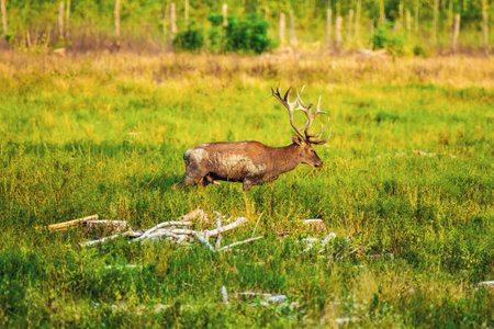 A magnificent deer with large antlers stands gracefully in a verdant meadow, exuding strength and tranquility against the vibrant natural backdrop.の写真素材