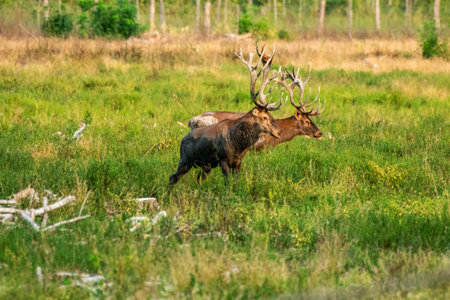 A pair of deer with impressive antlers stand alert in a vibrant green meadow, exuding a sense of natural grace and wild beauty amidst natural surroundings.の写真素材