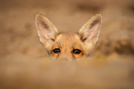 A cute fox with perky ears and bright eyes, partially hidden behind a sandy mound. The focus is on its curious expression in a natural setting.の写真素材