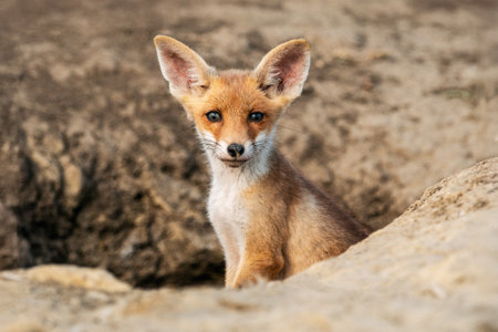A young fox cub with large ears sitting attentively in its natural earthy surroundings, showcasing its cute and alert nature in a wildlife setting.の写真素材