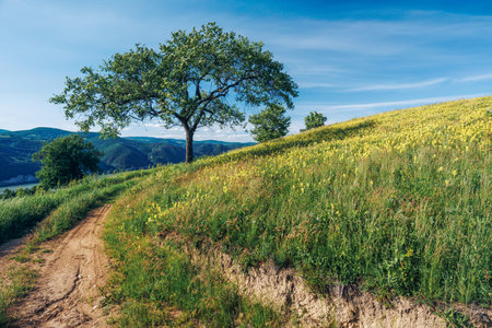 Scenic view of blooming meadow on hill with dirt road, lonely tree and danube bend in background on sunny dayの写真素材