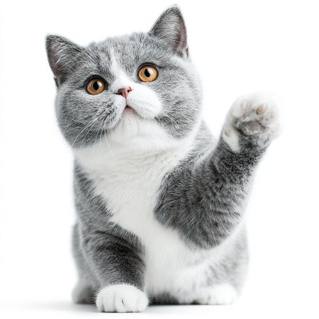 Adorable british shorthair kitten waving its paw, isolated on a white background, creating a charming and playful sceneの素材