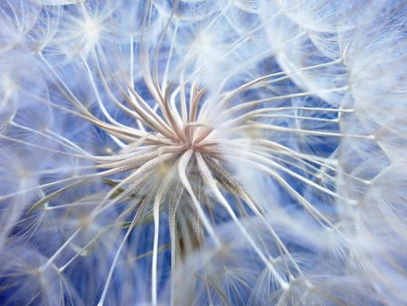 Close up image of a dandelion head with seedsの写真素材