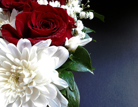 Red roses and white chrysanthemumsの写真素材