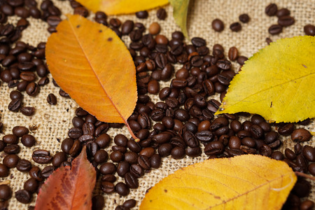 Leafs on coffee beansの写真素材