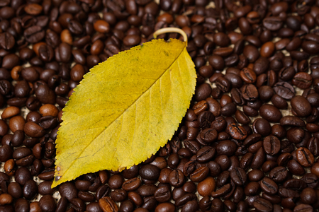 Leaf on coffee beansの写真素材