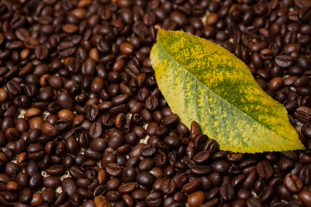 Leaf on coffee beansの写真素材