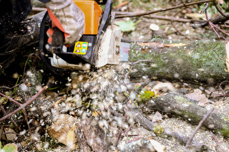 Cutting tree with a chainsawの写真素材