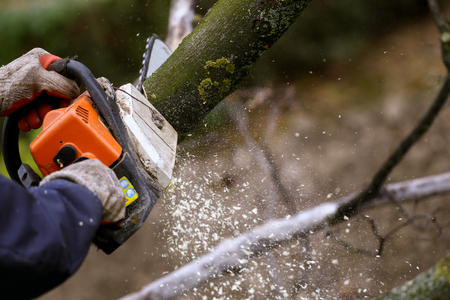 Cutting tree with a chainsawの写真素材