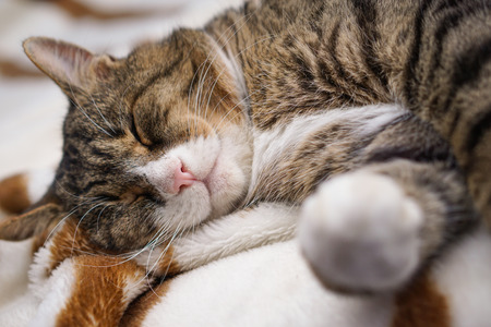 Cat sleep on brown and white zebra carpet on bedの写真素材