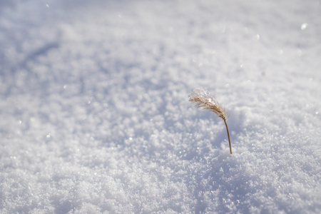 Plant in snow isolated with blured backgroundの写真素材