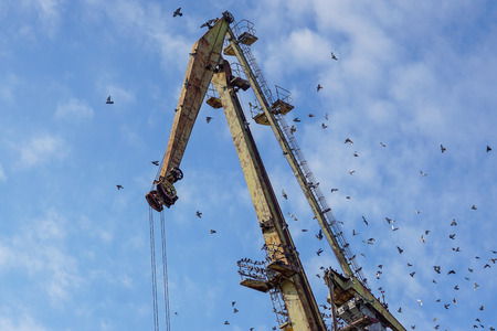 Crane on port with a flock of birds and blue sky in backgroundの写真素材