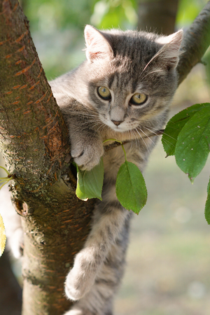 Young gray cat on a tree with blur backgroundの写真素材