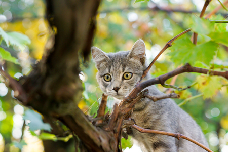 Little gray cat play on grapevine tree surrounded by autumn leavesの写真素材