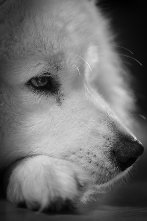 Grown white Siberian Samoyed lying on linoleum in house. Dog in house on  linoleum