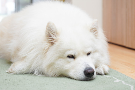 Siberian samoyed indoor, young dog in roomの写真素材