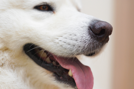 Siberian samoyed indoor, young dog in room