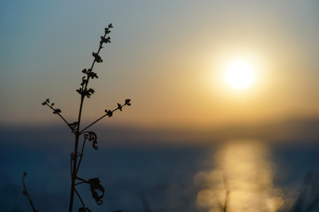 Silhouette of plant at sunrise on seaの写真素材