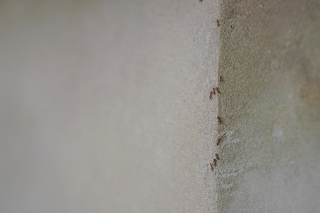 Group of ants walking up the corner of gray wallの写真素材