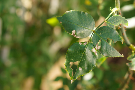 Disease and damaged green leaf of rose with holesの写真素材