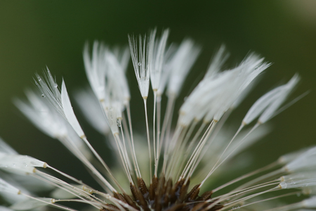 Dendelion flower isolated with blured green backgroundの写真素材